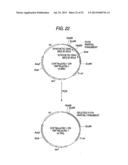 ANTIBODY COMPOSITION-PRODUCING CELL diagram and image