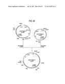 ANTIBODY COMPOSITION-PRODUCING CELL diagram and image