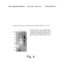 PROCESS FOR THE PRODUCTION OF HYALURONIC ACID IN ESCHERICHIA COLI OR     BACILLUS SUBTILIS diagram and image