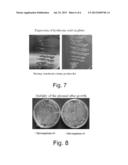 PROCESS FOR THE PRODUCTION OF HYALURONIC ACID IN ESCHERICHIA COLI OR     BACILLUS SUBTILIS diagram and image