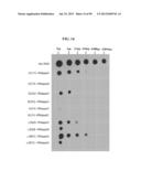 COMPOSITIONS AND METHODS FOR REPROGRAMMING MAMMALIAN CELLS diagram and image