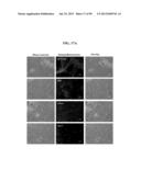 COMPOSITIONS AND METHODS FOR REPROGRAMMING MAMMALIAN CELLS diagram and image