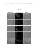 COMPOSITIONS AND METHODS FOR REPROGRAMMING MAMMALIAN CELLS diagram and image