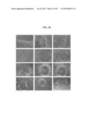 COMPOSITIONS AND METHODS FOR REPROGRAMMING MAMMALIAN CELLS diagram and image