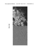 COMPOSITIONS AND METHODS FOR REPROGRAMMING MAMMALIAN CELLS diagram and image