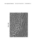 COMPOSITIONS AND METHODS FOR REPROGRAMMING MAMMALIAN CELLS diagram and image