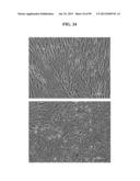 COMPOSITIONS AND METHODS FOR REPROGRAMMING MAMMALIAN CELLS diagram and image