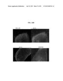 COMPOSITIONS AND METHODS FOR REPROGRAMMING MAMMALIAN CELLS diagram and image