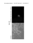 COMPOSITIONS AND METHODS FOR REPROGRAMMING MAMMALIAN CELLS diagram and image