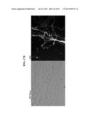 COMPOSITIONS AND METHODS FOR REPROGRAMMING MAMMALIAN CELLS diagram and image