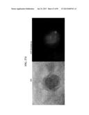 COMPOSITIONS AND METHODS FOR REPROGRAMMING MAMMALIAN CELLS diagram and image