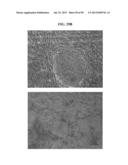 COMPOSITIONS AND METHODS FOR REPROGRAMMING MAMMALIAN CELLS diagram and image