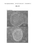 COMPOSITIONS AND METHODS FOR REPROGRAMMING MAMMALIAN CELLS diagram and image