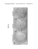 COMPOSITIONS AND METHODS FOR REPROGRAMMING MAMMALIAN CELLS diagram and image