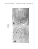 COMPOSITIONS AND METHODS FOR REPROGRAMMING MAMMALIAN CELLS diagram and image