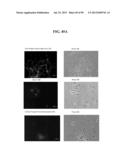 COMPOSITIONS AND METHODS FOR REPROGRAMMING MAMMALIAN CELLS diagram and image