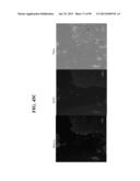 COMPOSITIONS AND METHODS FOR REPROGRAMMING MAMMALIAN CELLS diagram and image