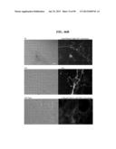 COMPOSITIONS AND METHODS FOR REPROGRAMMING MAMMALIAN CELLS diagram and image