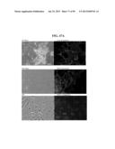 COMPOSITIONS AND METHODS FOR REPROGRAMMING MAMMALIAN CELLS diagram and image