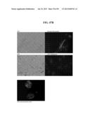 COMPOSITIONS AND METHODS FOR REPROGRAMMING MAMMALIAN CELLS diagram and image