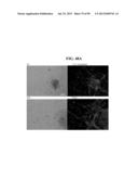 COMPOSITIONS AND METHODS FOR REPROGRAMMING MAMMALIAN CELLS diagram and image