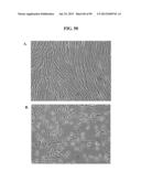 COMPOSITIONS AND METHODS FOR REPROGRAMMING MAMMALIAN CELLS diagram and image