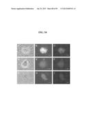 COMPOSITIONS AND METHODS FOR REPROGRAMMING MAMMALIAN CELLS diagram and image