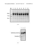 Microwave-Driven RNA Polymerization by RNA Polymerases of Caliciviruses diagram and image