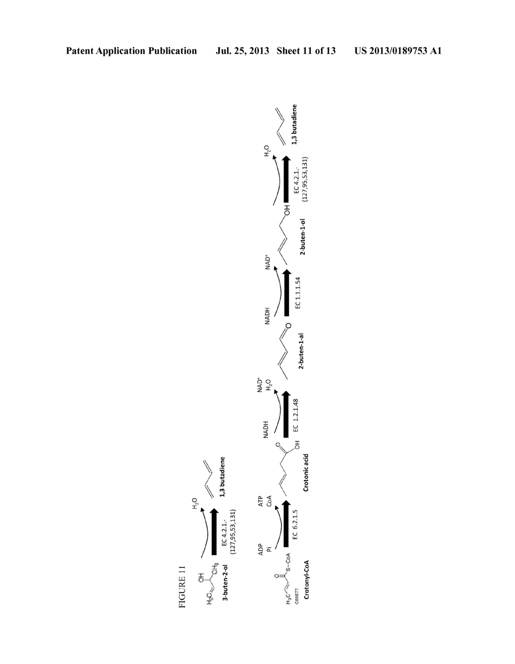 METHODS FOR BIOSYNTHESIZING 1,3 BUTADIENE - diagram, schematic, and image 12