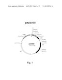 MULTI PLASMID SYSTEM FOR THE PRODUCTION OF INFLUENZA VIRUS diagram and image