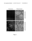 MULTI PLASMID SYSTEM FOR THE PRODUCTION OF INFLUENZA VIRUS diagram and image