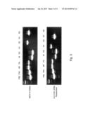 MULTI PLASMID SYSTEM FOR THE PRODUCTION OF INFLUENZA VIRUS diagram and image