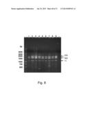 MULTI PLASMID SYSTEM FOR THE PRODUCTION OF INFLUENZA VIRUS diagram and image