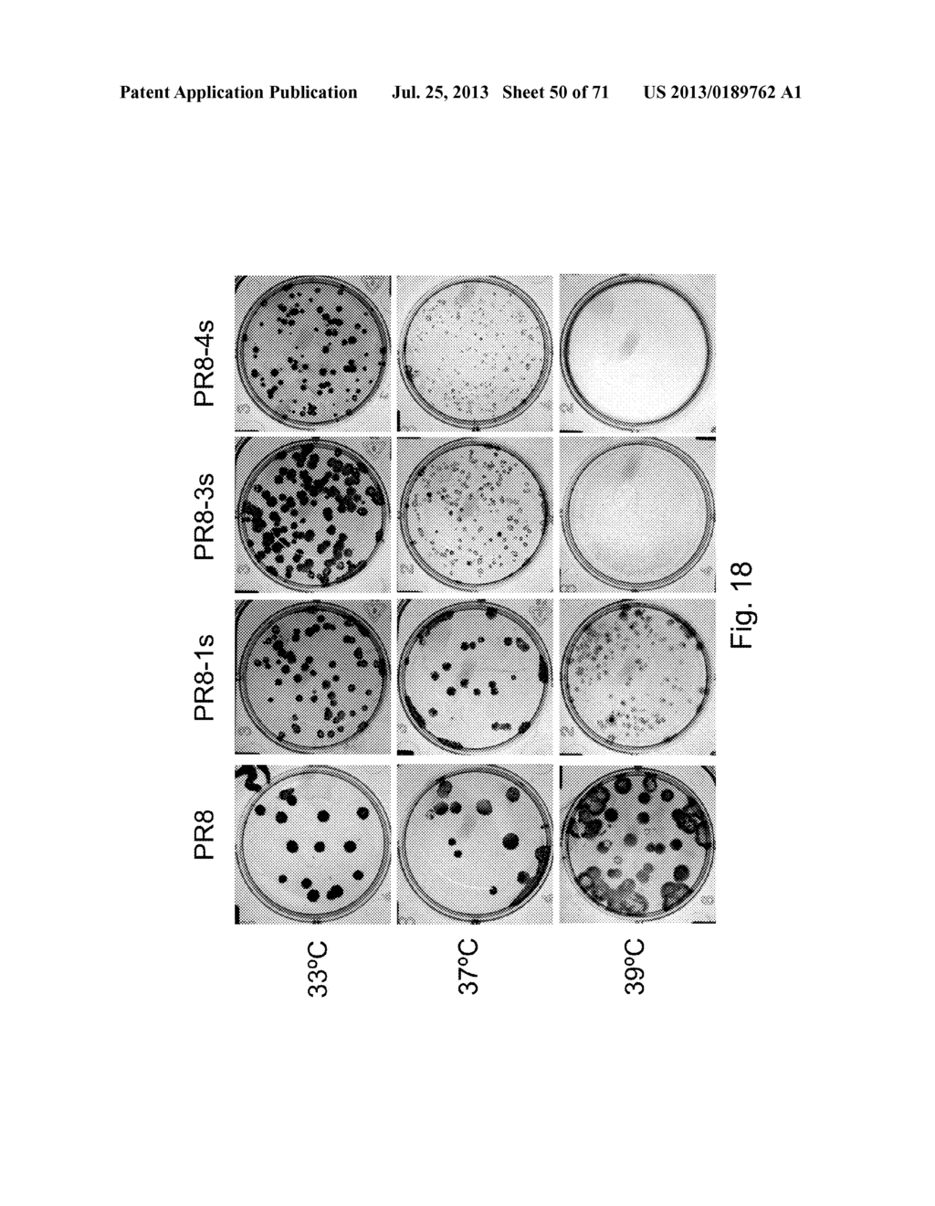 MULTI PLASMID SYSTEM FOR THE PRODUCTION OF INFLUENZA VIRUS - diagram, schematic, and image 51