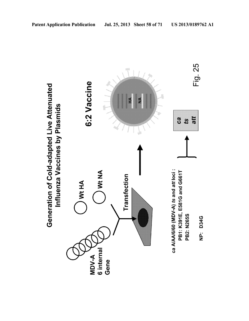 MULTI PLASMID SYSTEM FOR THE PRODUCTION OF INFLUENZA VIRUS - diagram, schematic, and image 59
