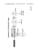 MULTI PLASMID SYSTEM FOR THE PRODUCTION OF INFLUENZA VIRUS diagram and image