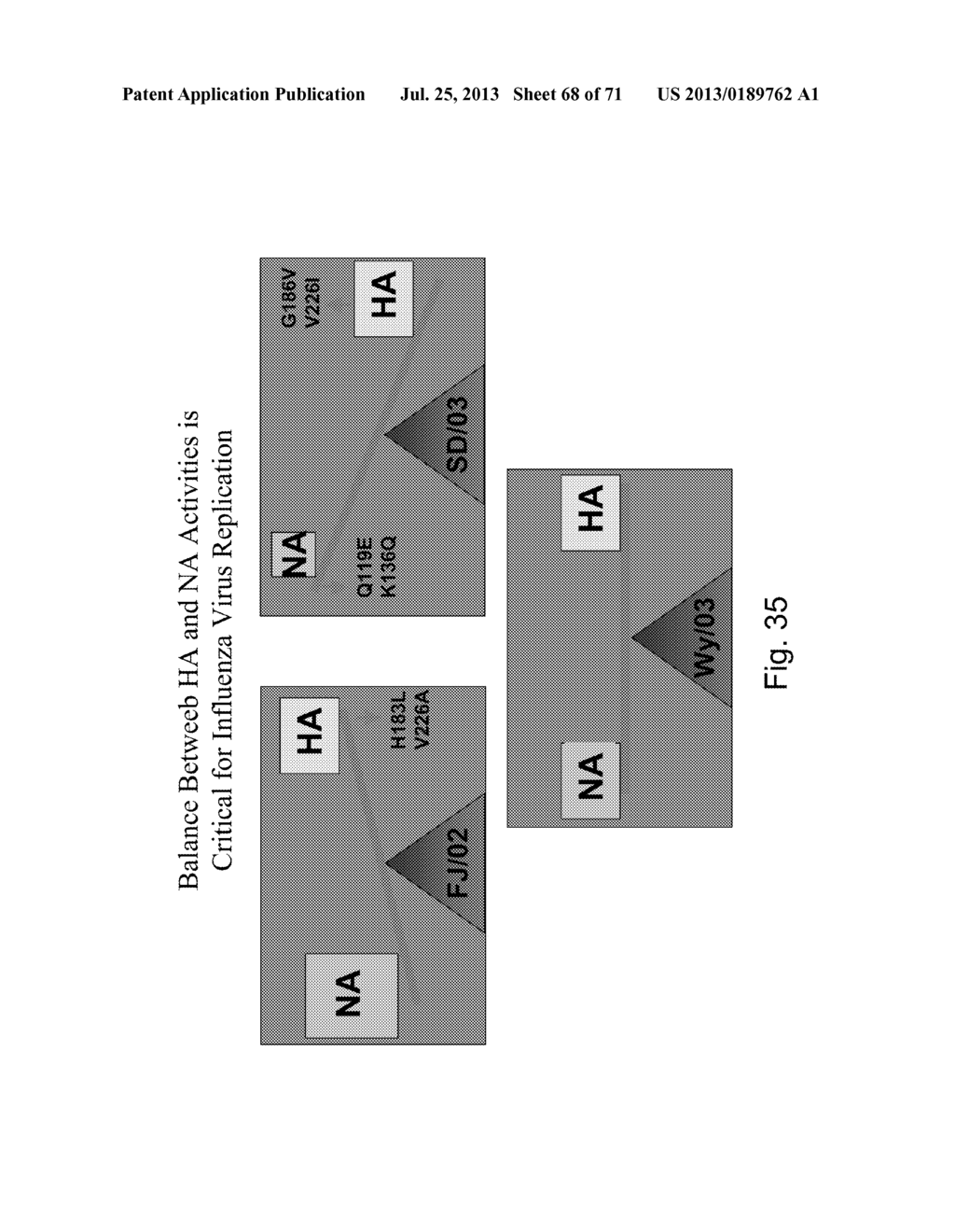 MULTI PLASMID SYSTEM FOR THE PRODUCTION OF INFLUENZA VIRUS - diagram, schematic, and image 69