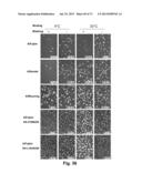 MULTI PLASMID SYSTEM FOR THE PRODUCTION OF INFLUENZA VIRUS diagram and image