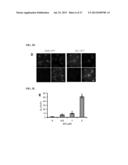 GENERATION OF CARDIOMYOCYTES FROM HUMAN PLURIPOTENT STEM CELLS diagram and image