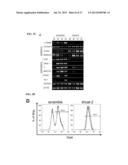 GENERATION OF CARDIOMYOCYTES FROM HUMAN PLURIPOTENT STEM CELLS diagram and image