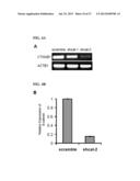 GENERATION OF CARDIOMYOCYTES FROM HUMAN PLURIPOTENT STEM CELLS diagram and image