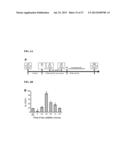 GENERATION OF CARDIOMYOCYTES FROM HUMAN PLURIPOTENT STEM CELLS diagram and image