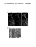 GENERATION OF CARDIOMYOCYTES FROM HUMAN PLURIPOTENT STEM CELLS diagram and image