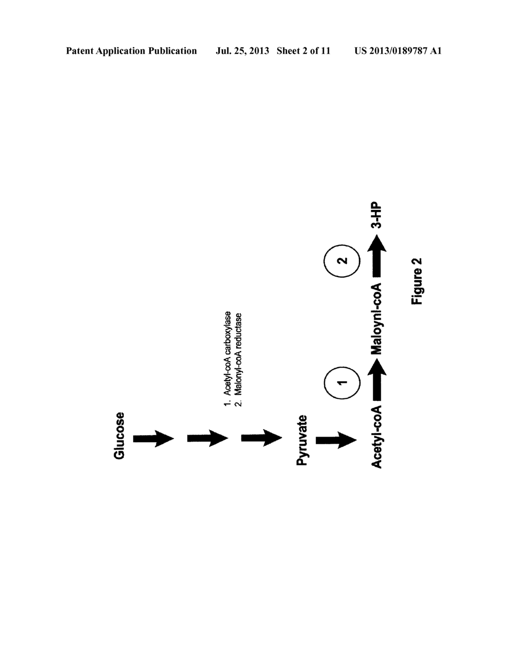 Methods, Systems And Compositions Related To Reduction Of Conversions Of     Microbially Produced 3-Hydroxyproplonic Acid (3-HP) To Aldehyde     Metabolites - diagram, schematic, and image 03