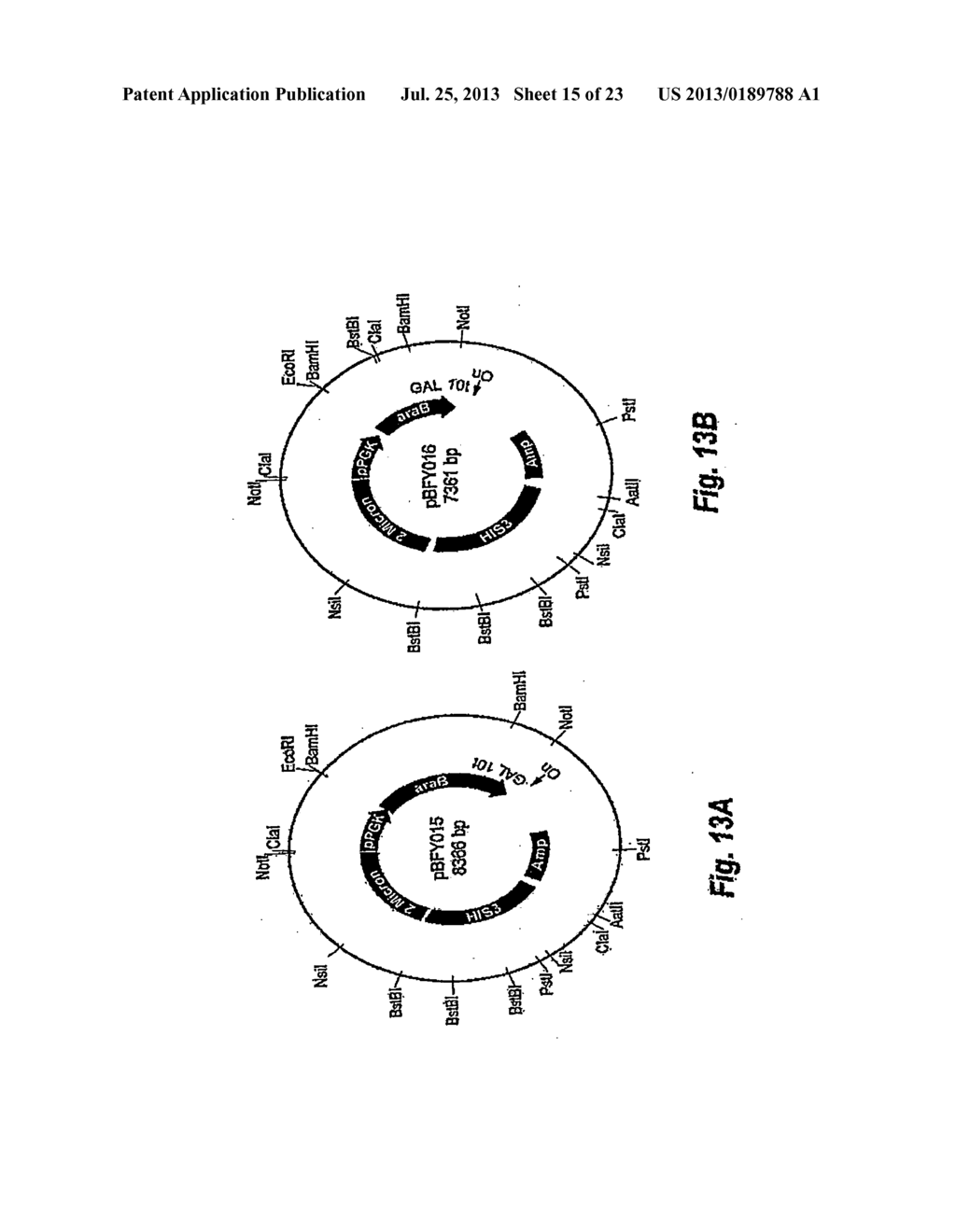 L-ARABINOSE FERMENTING YEAST - diagram, schematic, and image 16