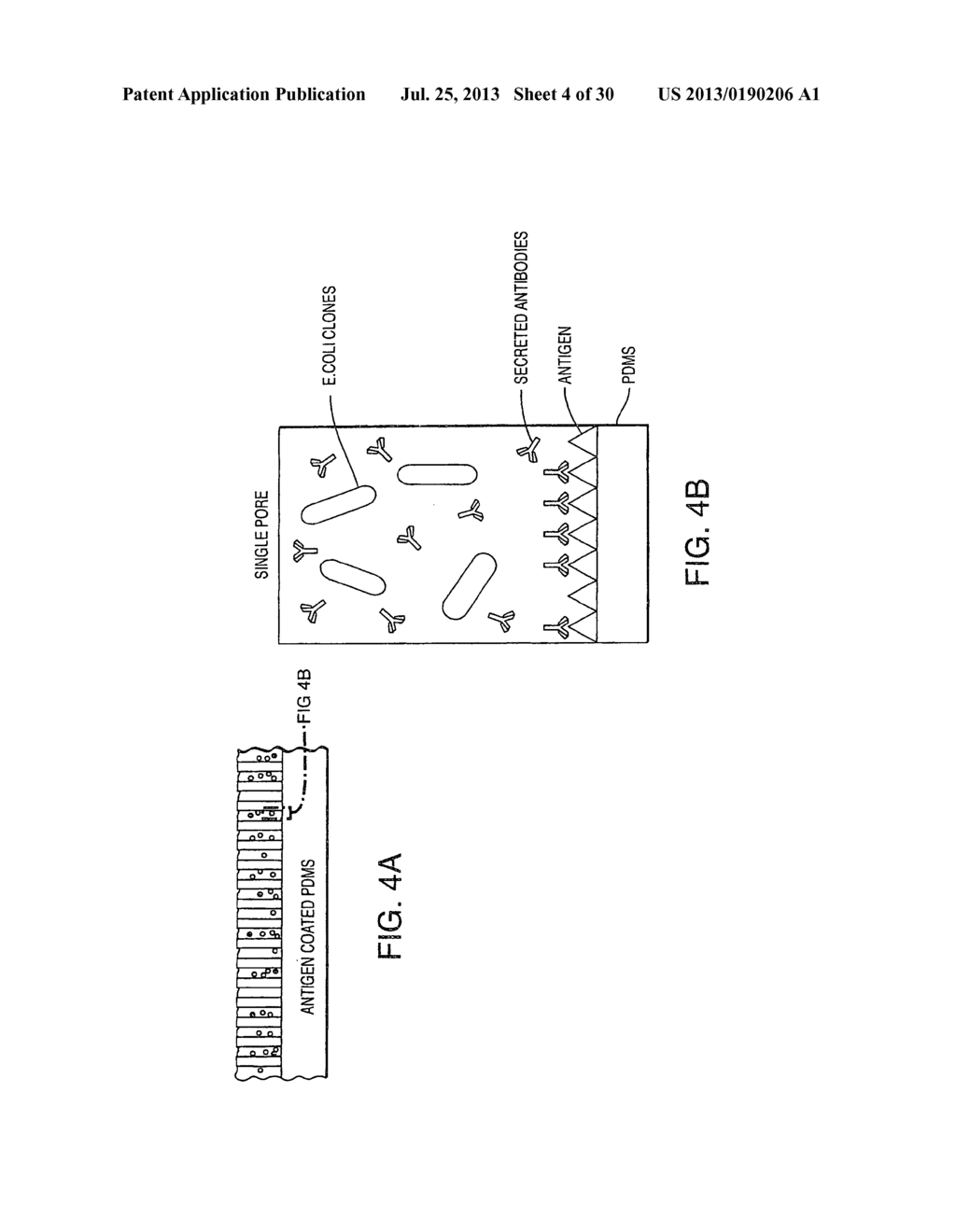 Direct Clone Analysis and Selection Technology - diagram, schematic, and image 05