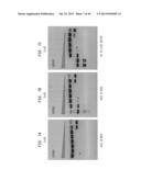 High Fidelity Restriction Endonucleases diagram and image