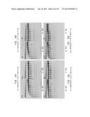 High Fidelity Restriction Endonucleases diagram and image