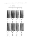 High Fidelity Restriction Endonucleases diagram and image