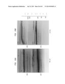 High Fidelity Restriction Endonucleases diagram and image